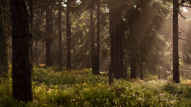 trees absorb carbon dioxide
