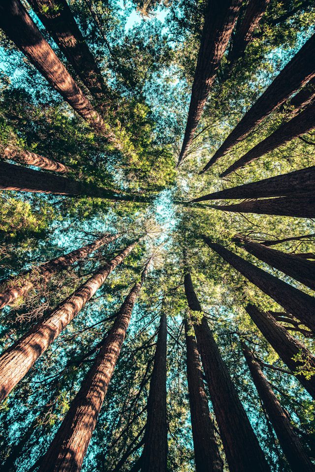 trees help fight climate change