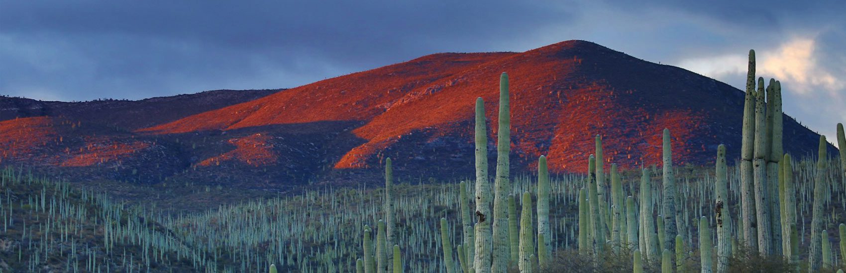 New Mexico Nature with mountains in the background